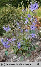 Campanula versicolor