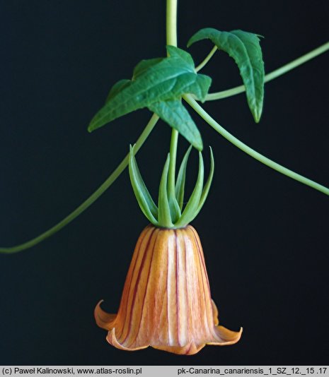 Canarina canariensis