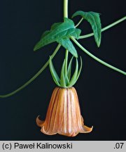 Canarina canariensis