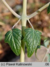 Canarina canariensis