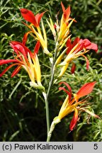 Canna indica (paciorecznik indyjski)