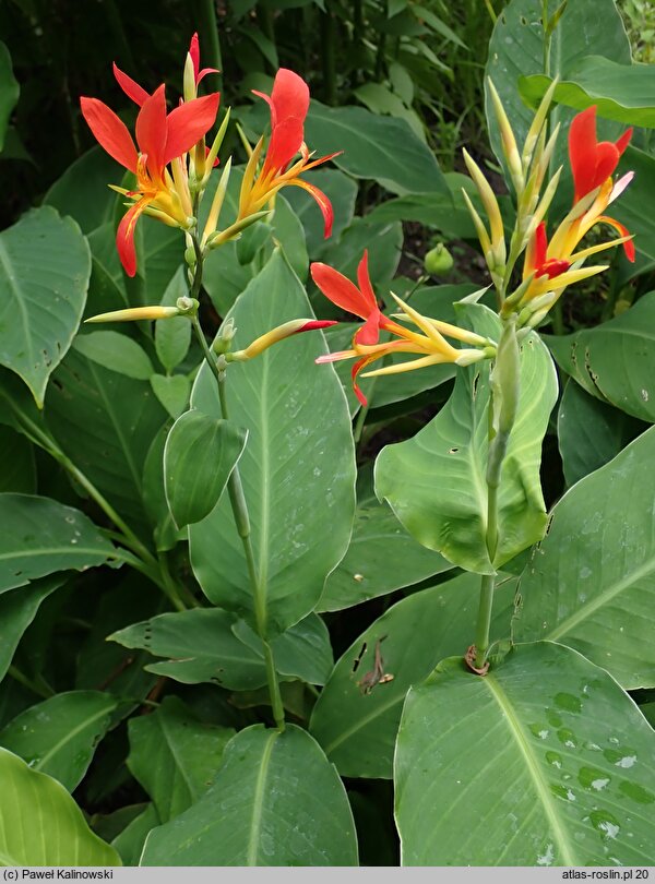 Canna indica (paciorecznik indyjski)