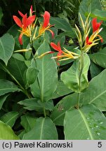 Canna indica (paciorecznik indyjski)