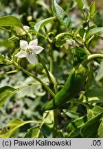 Capsicum annuum (papryka roczna)