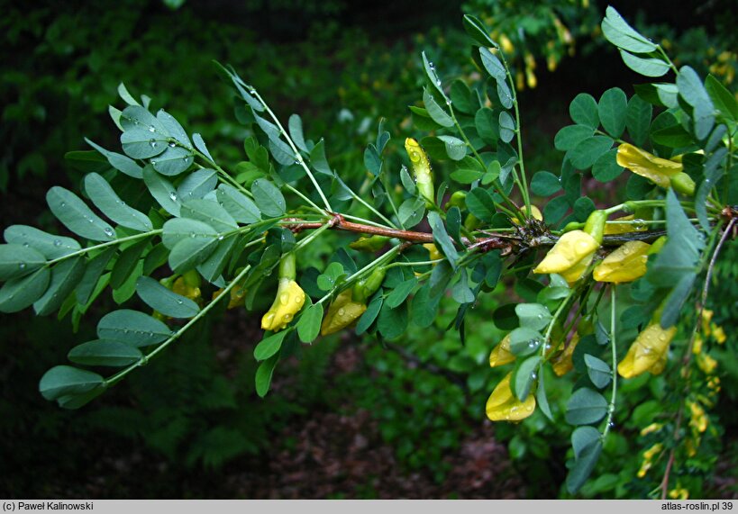 Caragana decorticans