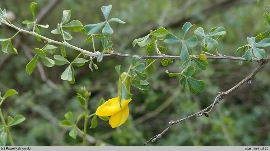 Caragana laeta