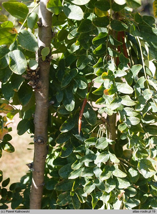 Caragana turkestanica (karagana turkiestańska)