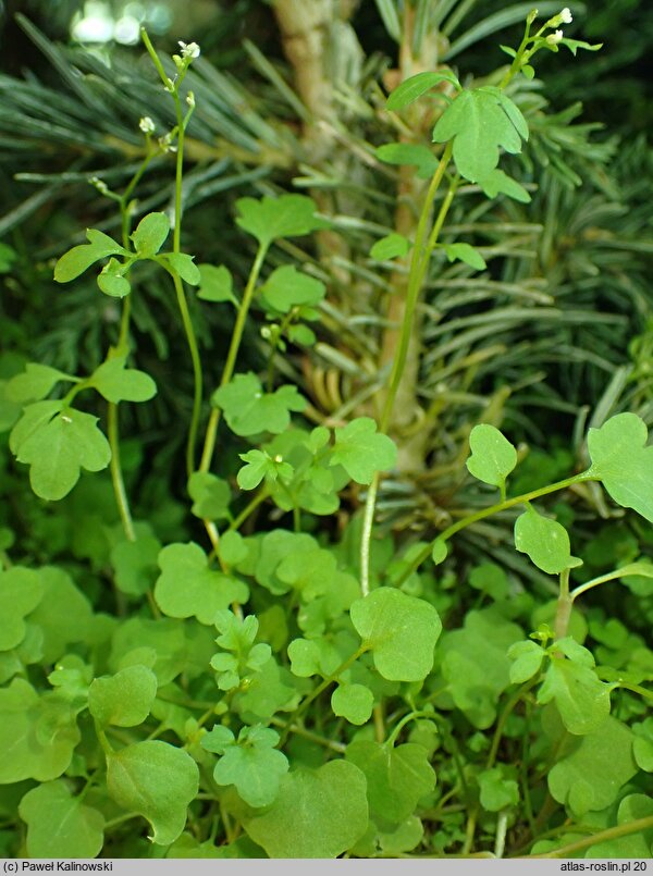 Cardamine occulta (rzeżucha wschodnia)