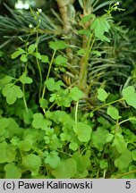 Cardamine occulta (rzeżucha wschodnia)