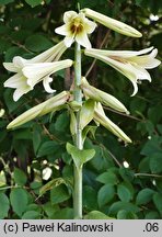 Cardiocrinum giganteum (kardiokrynum olbrzymie)