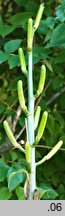 Cardiocrinum giganteum (kardiokrynum olbrzymie)