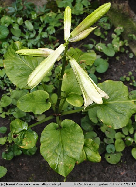 Cardiocrinum cordatum