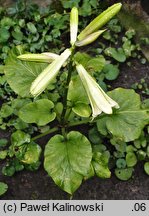 Cardiocrinum cordatum