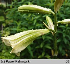 Cardiocrinum cordatum