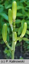 Cardiocrinum cordatum