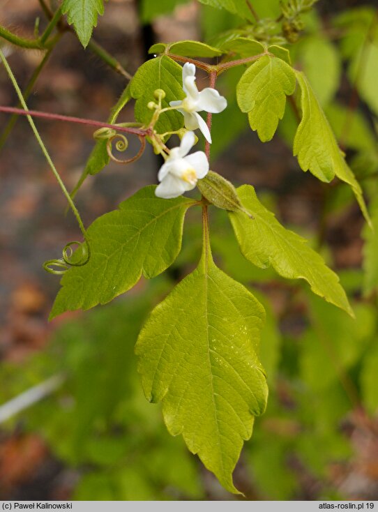 Cardiospermum grandiflorum