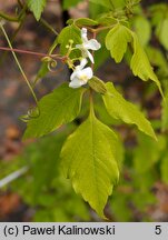 Cardiospermum grandiflorum