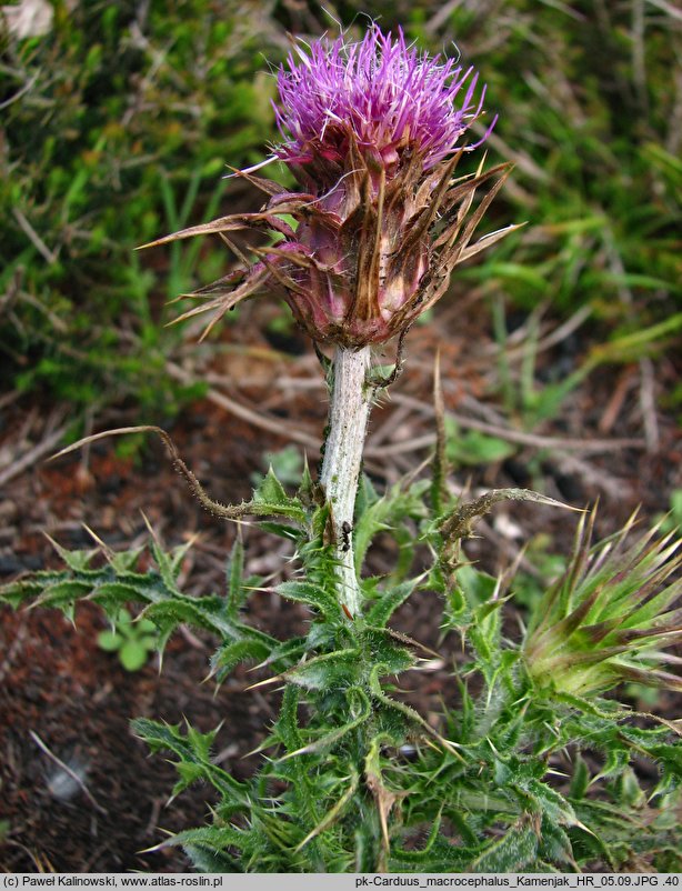 Carduus macrocephalus (oset wielkogłówkowy)