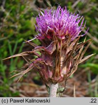 Carduus macrocephalus (oset wielkogłówkowy)