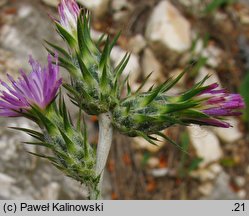 Carduus pycnocephalus (oset włoski)