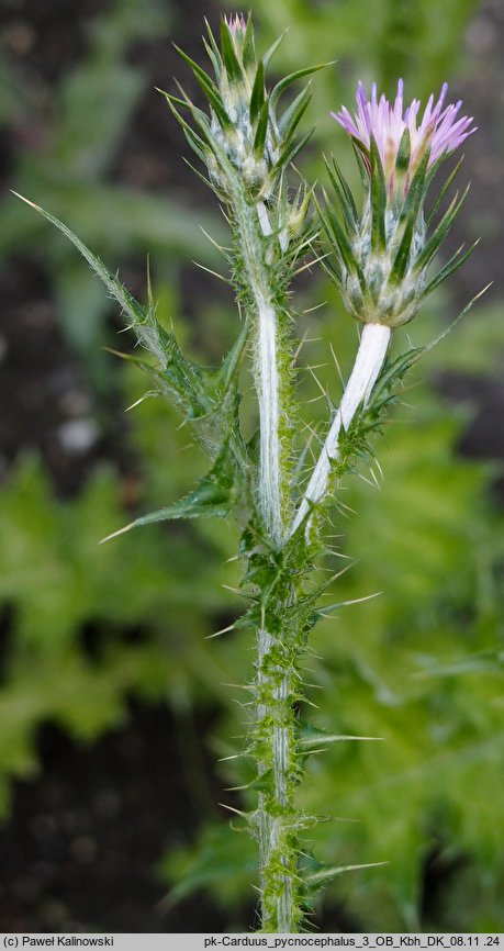 Carduus pycnocephalus (oset włoski)