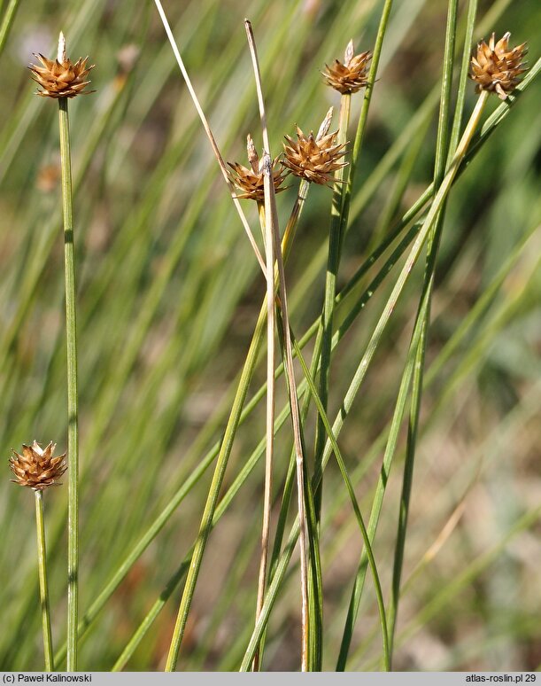 Carex capitata