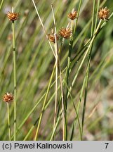 Carex capitata