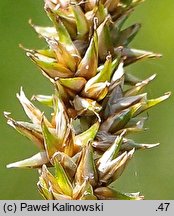 Carex diandra (turzyca obła)