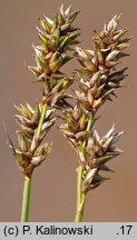 Carex diandra (turzyca obła)