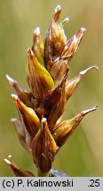 Carex dioica (turzyca dwupienna)