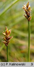 Carex dioica (turzyca dwupienna)