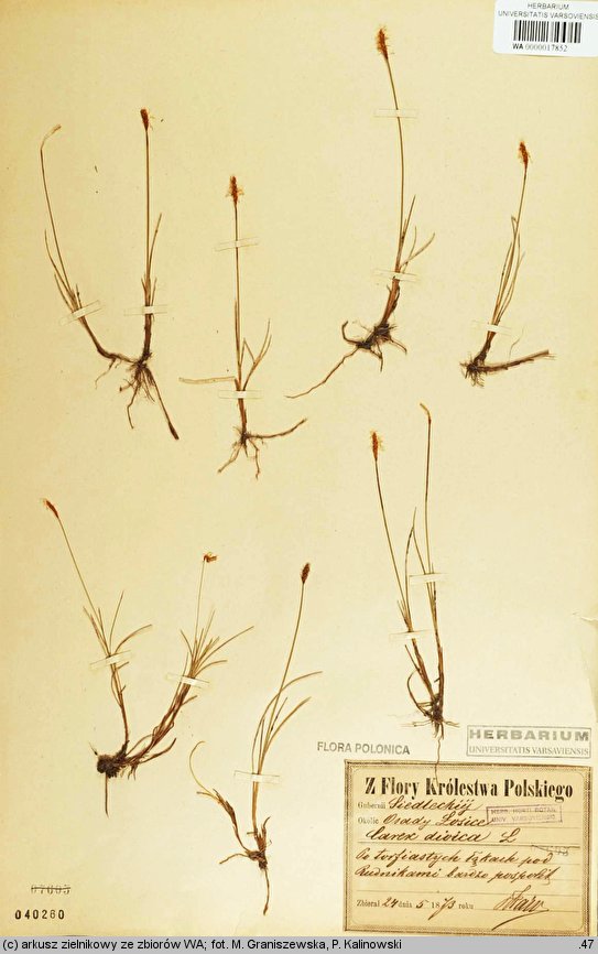 Carex dioica (turzyca dwupienna)