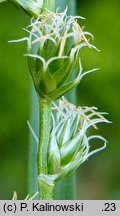 Carex leersii