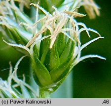 Carex leersii