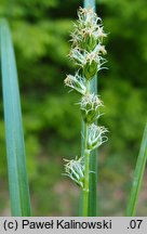 Carex leersii