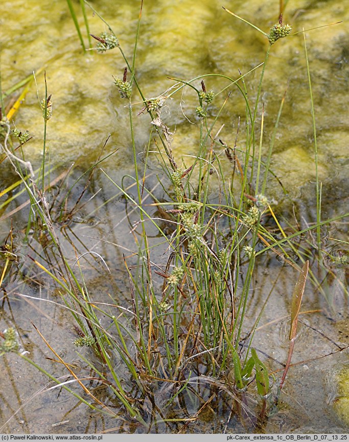 Carex extensa (turzyca wyciągnięta)