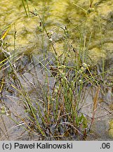 Carex extensa (turzyca wyciągnięta)