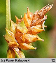 Carex extensa (turzyca wyciągnięta)