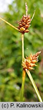 Carex extensa (turzyca wyciągnięta)