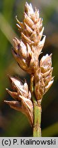 Carex heleonastes (turzyca torfowa)