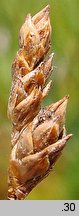 Carex heleonastes (turzyca torfowa)