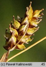 Carex hostiana (turzyca Hosta)