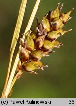 Carex hostiana (turzyca Hosta)