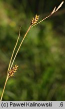 Carex hostiana (turzyca Hosta)