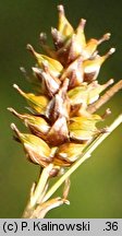 Carex hostiana (turzyca Hosta)