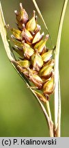 Carex hostiana (turzyca Hosta)