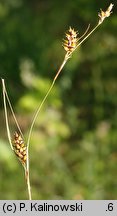 Carex hostiana (turzyca Hosta)