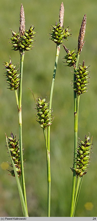 Carex hostiana (turzyca Hosta)