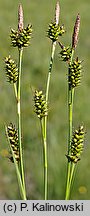 Carex hostiana (turzyca Hosta)