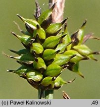 Carex hostiana (turzyca Hosta)